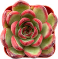 Sprout N Green Echeveria Puli-lindsayana, 1 Live Mini Succulent Plant Fully Rooted in 2 inch Starter Pot, Real House Plant for Indoor Outdoor Home Office Wedding Decoration Party Favor