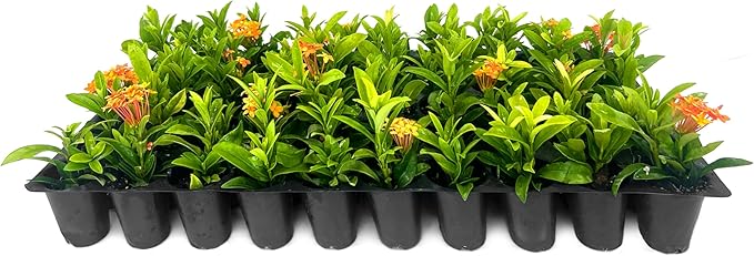 Ixora Dwarf Carmen | 3 Live Plants | Ixora Coccinea 'Dwarf' | Flowering Shrub | Tropical Garden Plants
