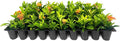 Ixora Dwarf Carmen | 3 Live Plants | Ixora Coccinea 'Dwarf' | Flowering Shrub | Tropical Garden Plants
