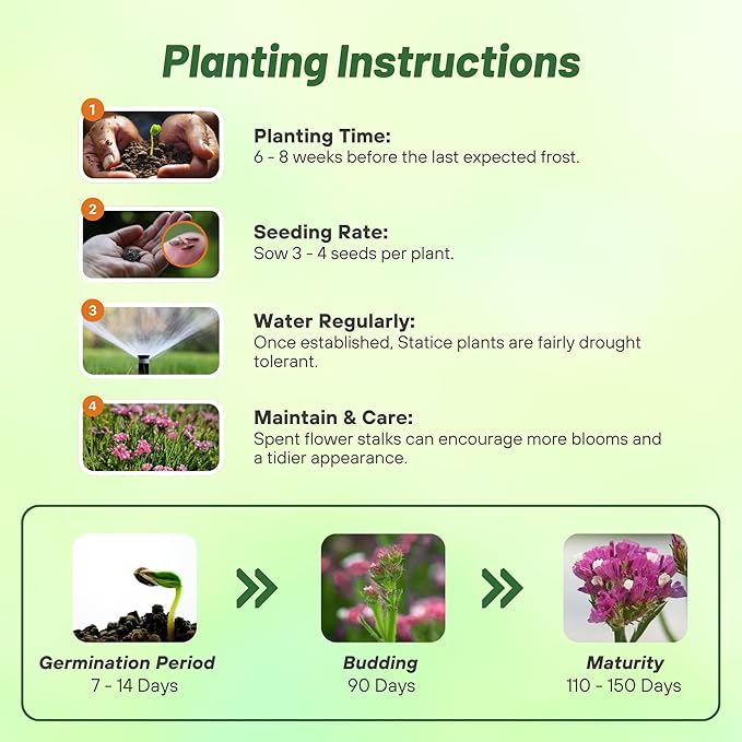 Outsidepride Rose Statice Flower Seeds - 1000 Pcs Annual Easy to Grow Drought Tolerant Flower Seeds for Floral Arrangements, Borders, & Pollinator Garden