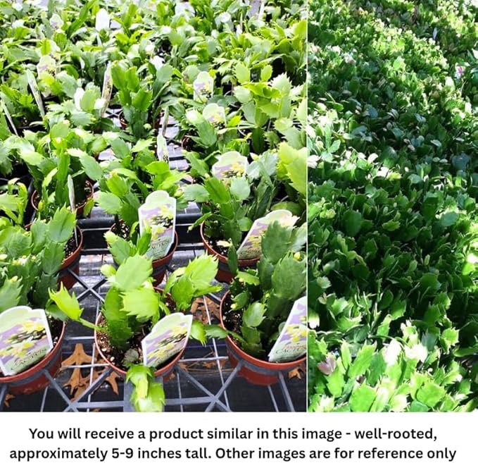 Set 2 Christmas Cactus Plants Live, Hanging Baskets Houseplants, Holiday Cactus Indoor Plants Live Well-Rooted 4-9" Tall, No Pot (Mixed)