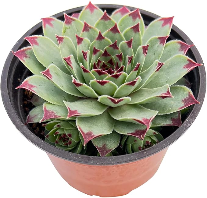 Sprout N Green Sempervivum 'Lady's Nail', 1 Live Succulent Plant Fully Rooted in 4" Pot, House Plant for Indoor Outdoor Home Office Wedding Decoration DIY Project Party Favor