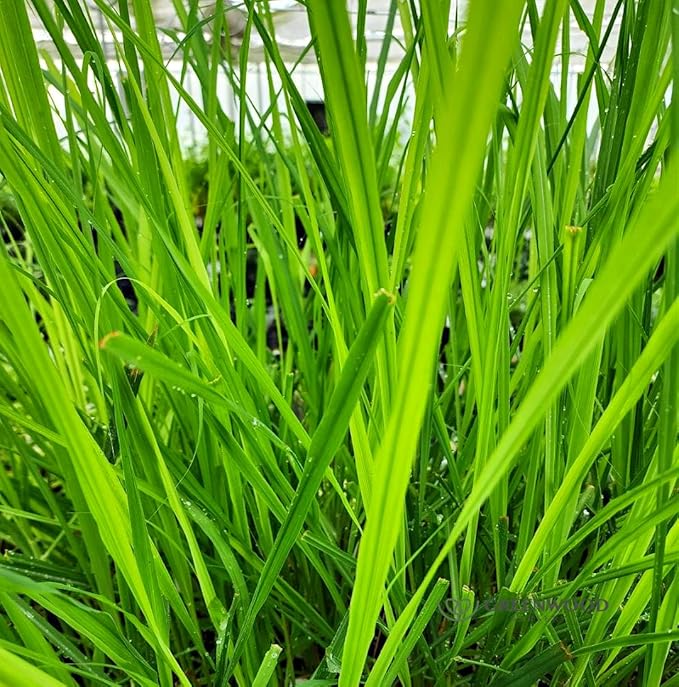 Greenwood Nursery: Live Perennial Plants - Grosso Lavender + Lavandula x Intermedia - [Qty: 10x 3.5 Pots] - (Click for Other Available Plants/Quantities)