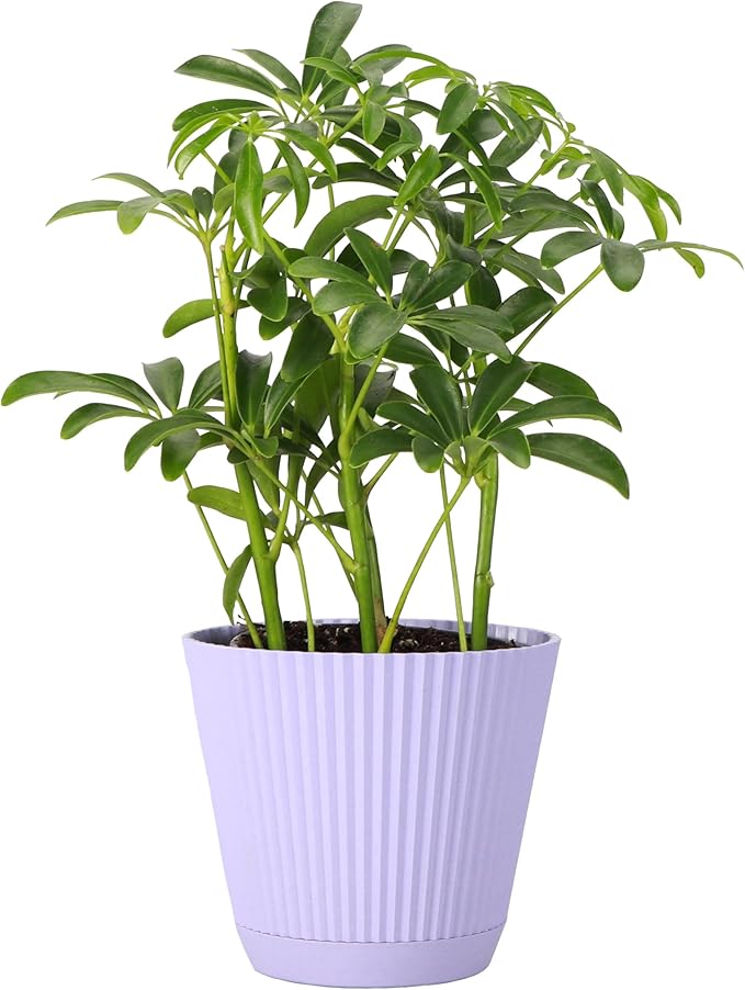Thorsen's Greenhouse Live Arboricola Umbrella Tree Plant, Schefflera Arboricola, Natural Air Purifier, Easy to Grow, Live Indoor Houseplant, 4-inch Diameter (Lavender)