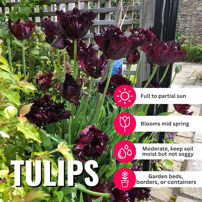 10 Tulip Bulbs for Fall Planting Bulk, Tulip Bulb, Perennial Flower Bulbs for Garden Growing, Tulip Bulbs Bulk (Black Parrot)