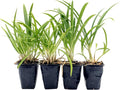 4 Frederick Street Park Agapanthus in 2.5” Nursery Cubes (Agapanthus ‘Frederick Street Park’) | Compact Semi-Evergreen Perennial for Borders, Containers, and Pollinator Gardens | Ready-to-Plant