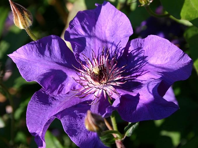 Clematis The President - 3 Live Plants in 4 Inch Growers Pots - Clematis 'The President' - Starter Plants Ready for The Garden - Beautiful Purple Blue Flowering Vine