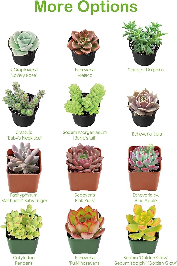 2" Live Succulent 'Baby Toes', Rare Succulent Plants Fully Rooted in Pots, Unique House Plant for DIY, Party Favor, Home Office Decoration