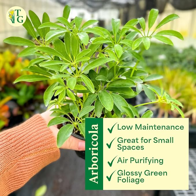 Thorsen's Greenhouse Live Arboricola Umbrella Tree Plant, Schefflera Arboricola, Natural Air Purifier, Easy to Grow, Live Indoor Houseplant, 4-inch Diameter (Lavender)