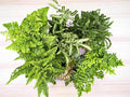 La Costa Plants Mixed Fern Plants, Set of 3, 4 Inch Pots, Live Indoor Outdoor Plants for Home and Office Decor