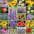 Park Seed Grow Your Own Vibrant Perennial Wildflower Garden Seeds Mixture, Easy to Grow Varieties for Pollinators and Spring Gardens - Native Perennial Mix, 1/4 lb