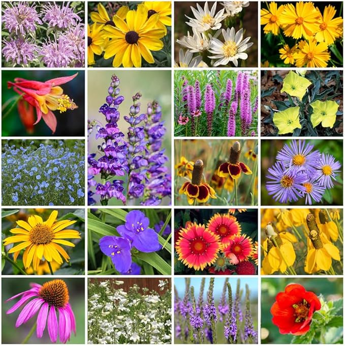 Park Seed Grow Your Own Vibrant Perennial Wildflower Garden Seeds Mixture, Easy to Grow Varieties for Pollinators and Spring Gardens - Native Perennial Mix, 1 lb