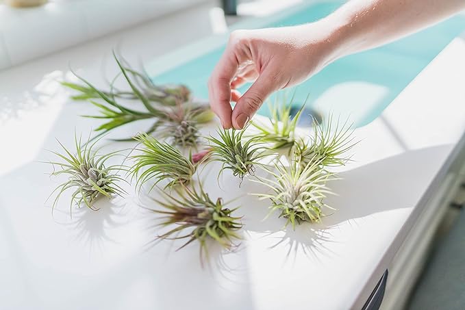 Grab Bag Pack Small & Medium Air Plants - Fertilizer Packet - Wholesale - Bulk - Live Tillandsia - Easy Care House Plant - Succulents, 10 Count (Pack of 1)