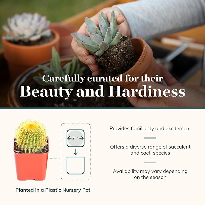 Shop Succulents Premium Live Mini Cactus and Succulent Plants in 2" Pots, Easy Care Indoor or Outdoor Gardening, Terrariums, Favors, & Contemporary Spaces with Hardy, Resilient Varieties, Pack of 64