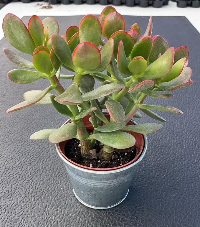 Golden Jade with Vintage Metal Pot, Live Crassula Ovata 'Hummel Sunset' Succulent, Rare Cute Plant, Home Office Décor