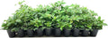Compact Green Pittosporum | 3 Live Plants | Pittosporum Tobira | Beautiful Fragrant Flowering Low Maintenance Shrub