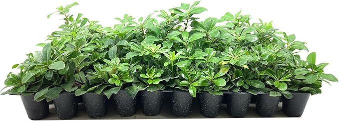 Compact Green Pittosporum | 30 Live Plants | Pittosporum Tobira | Beautiful Fragrant Flowering Low Maintenance Shrub