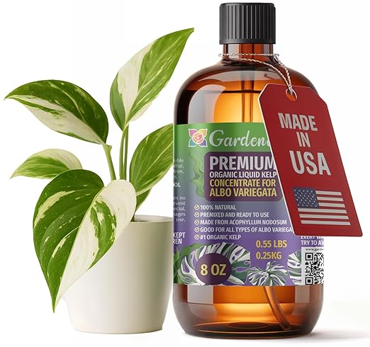 GARDENERA Premium Organic Seaweed & Kelp Superfood for ALBO VARIEGATA Plants - 8 oz - Liquid Kelp Fertilizer Concentrate (Makes 45 Gallons)
