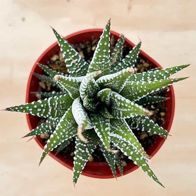 Sprout N Green Haworthiopsis fasciata 'Big Band', Live Succulent Fully Rooted in 4" Pots, Rare House Plant for Home Office Indoor Outdoor Wedding Decoration, DIY Projects, Party Favor