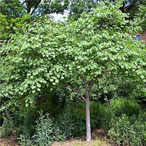 Eastern Redbud Tree (Cercis) - Live Plant - (2.5 QT)