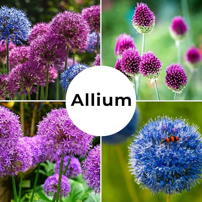 Purple Allium Bulbs for Planting - Easy to Grow Perennial Flowers, Top Size Bulbs, Large Spherical Blooms (5 Bulbs)