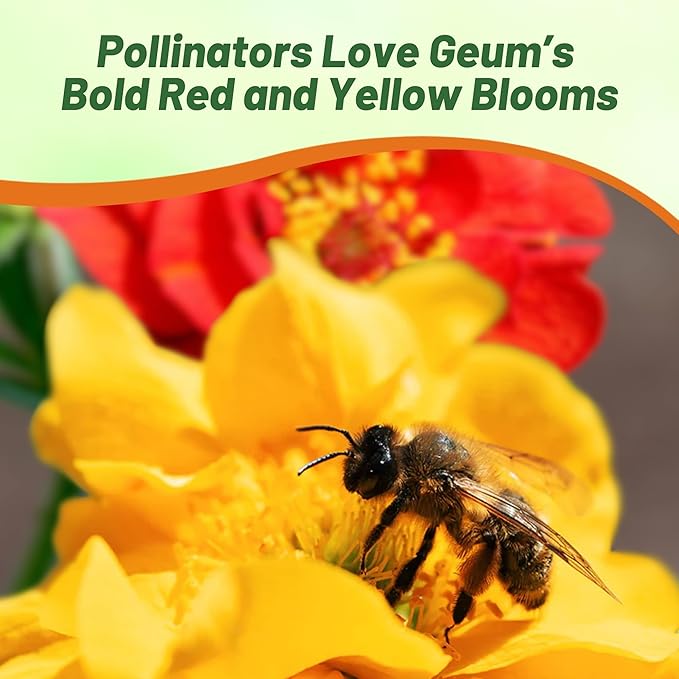 Outsidepride Sunbeam Geum Seeds - 20 Pcs Easy to Grow Perennial Flower Seeds for Planting with Vibrant Blooms Attractive to Pollinators, for Cut Flower Arrangements, Borders, & Flower Beds