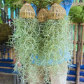 Spanish Moss Tillandsia Air Plants, Spanish Moss Plant Live, 1 to 2 Feet Long, Succulent Plants Live for Gardening Indoor Outdoor