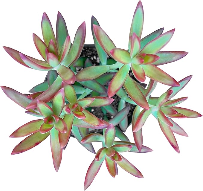 Sprout N Green Sedum Adolphi 'Firestorm', Live Succulent Fully Rooted in 4 inch Nursery Planter Pots with Soil, House Plant for Home Office Wedding Decoration DIY Projects Party Favor