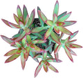 Sprout N Green Sedum Adolphi 'Firestorm', Live Succulent Fully Rooted in 4 inch Nursery Planter Pots with Soil, House Plant for Home Office Wedding Decoration DIY Projects Party Favor