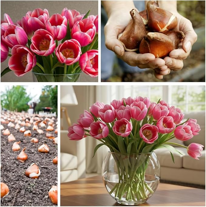 Apricot Parrot Tulip Bulbs for Planting - Stunning Parrot Tulips, Perennial, Top Size Bulbs (10 Bulbs)