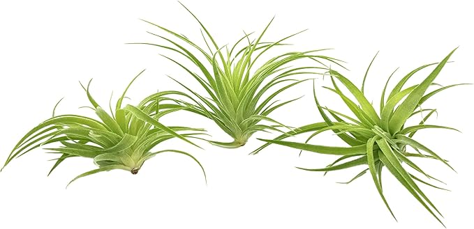 Live Air Plants - Tillandsia Geminiflora 1-3" - 1ct – ragnaroc Live Indoor Plant - Live Arrival Guaranteed - House Plants for Home Decor & Gift