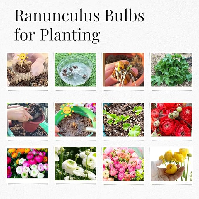 25 Ranunculus Bulbs for Fall Planting, Perennial Flowers Bulbs for Gardens, Vibrant Peony Buttercup Corms for Outdoor Borders (White Ranunculus)