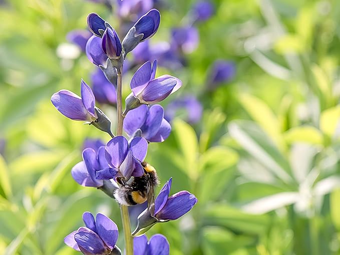 Greenwood Nursery: Live Perennial Plants - Blue False Indigo + Baptisia Australis - [Qty: 3X Pint Pots] - (Click for Other Available Plants/Quantities)
