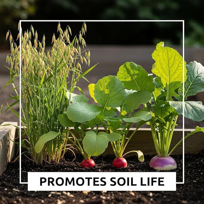 Cover Crop 3 Seed Mix - Oats, Daikon Radishes and Purple Top Turnips - Winter Kills, Promotes Earth Worms, Tons of Forage (12 Ounces)