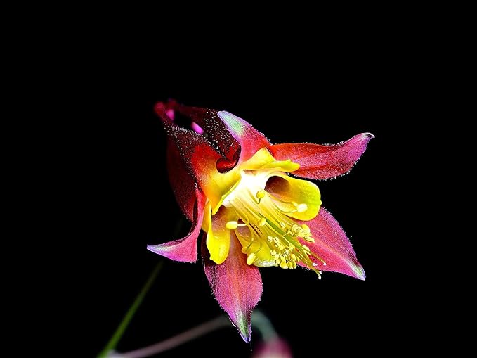 Greenwood Nursery: Live Perennial Plants - Wild Red Columbine + Aquilegia Canadensis - [Qty: 1x Pint Pot] - (Click for Other Available Plants/Quantities)