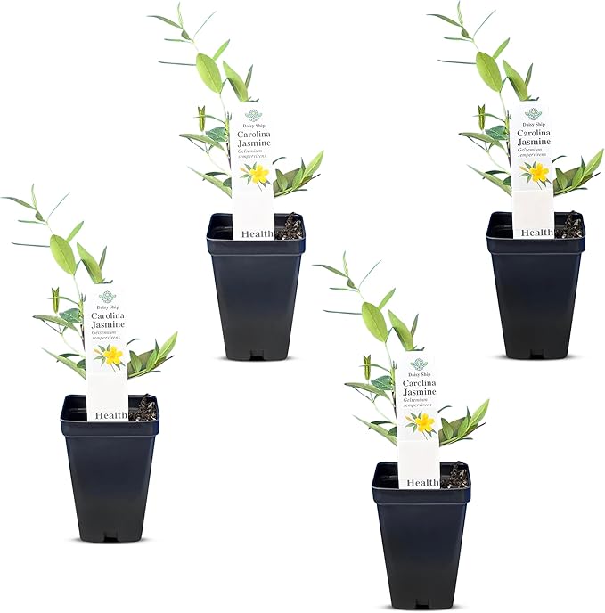 Carolina Jasmine Plant, Live Evergreen Vine, Fragrant Yellow Blooms, Fast Growing Climber for Trellis, Fences, or Arbors - Gelsemium sempervirens - 4 Cups