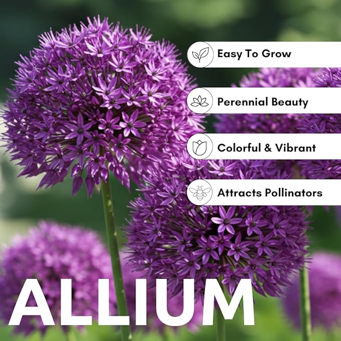 Purple Allium Bulbs for Planting - Easy to Grow Perennial Flowers, Top Size Bulbs, Large Spherical Blooms (10 Bulbs)