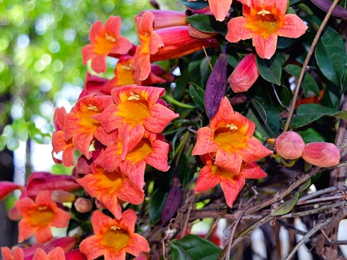 Greenwood Nursery: Live Perennial Plants - Tangerine Beauty Vine + Bignonia Capreolata - [Qty: 2X Pint Pots] - (Click for Other Available Plants/Quantities)