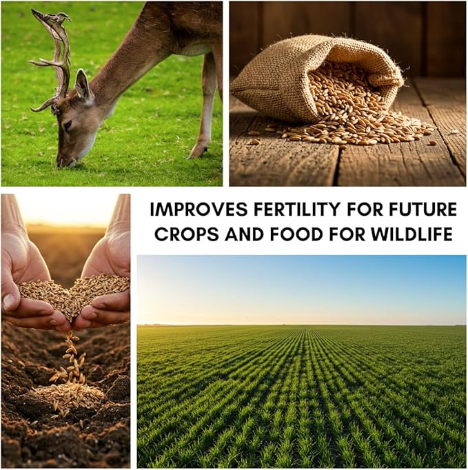 Perennial Ryegrass Seeds for Planting - Premium Quality Non-GMO Grass Seed for Lawns, Pastures, and Sports Fields (1/2 Pound)