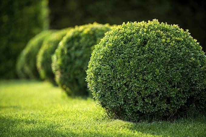 Japanese Boxwood | 10 Live 4 Inch Plants | Buxus Microphylla | Evergreen Shrub, Low Maintenance, Ideal for Hedges, Dense Foliage, Perfect for Borders, Hardy Versatile Landscaping
