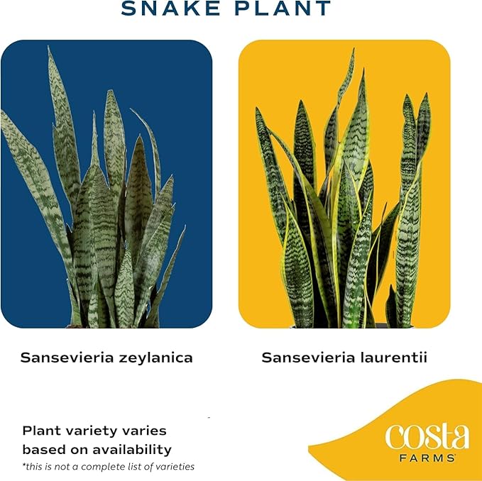 Costa Farms Snake Plant (4-Pack), Spring Decor, Giftable Plant Item, Live Indoor and Outdoor Sansevieria Plants, Easy Care Live Succulent Houseplants Potted in Nursery Pots, 8-Inches Tall