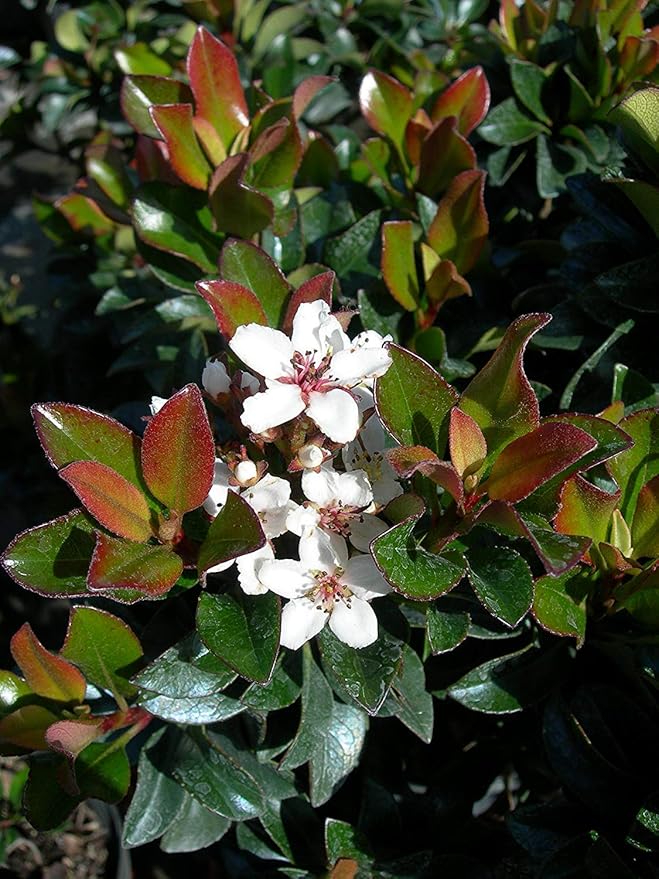Indian Hawthorn - 10 Live Plants - Rhaphiolepis Indica Alba - Flowering Evergreen Shrub