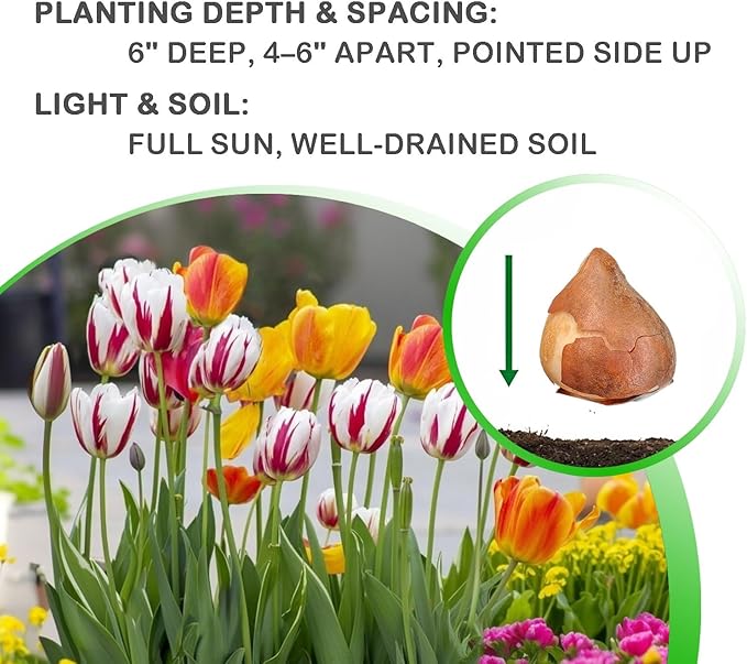 Mixed Sorbet Tulips – 8 Bulbs | Pink, Red & White Perennial Flowers - Spring Blooming | Easy-to-Grow Rembrandt Tulips for Rock Gardens, Borders & Containers – Zones 3–8 | Butterfly & Bee Attracting