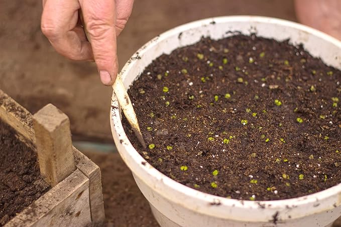 Organic Sphagnum Peat Moss by Perfect Plants - 4 Dry Quarts Absorbs Essential Nutrients When Added to Soil and Enriches Plant Roots - Indoor and Outdoor Use