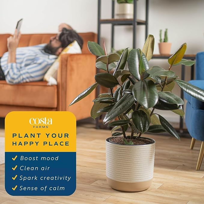 Costa Farms Burgundy Rubber Live Plant in Decorative Pot, Air Purifying Large Indoor Houseplant, Perfect for Home, Room, or Office Decor, Great House Warming or Birthday Gift, 2-3 Feet Tall