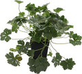 Greenwood Nursery: Live Perennial Plants - 'Biokovo' Cranesbill + Geranium x Cantabrigiense - [Qty: 2X Pint Pots] - (Click for Other Available Plants/Quantities)