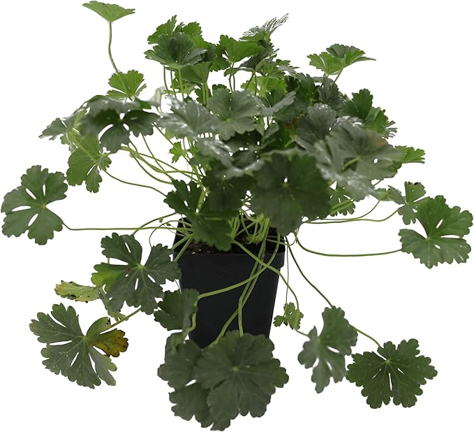 Greenwood Nursery: Live Perennial Plants - 'Biokovo' Cranesbill + Geranium x Cantabrigiense - [Qty: 2X Pint Pots] - (Click for Other Available Plants/Quantities)
