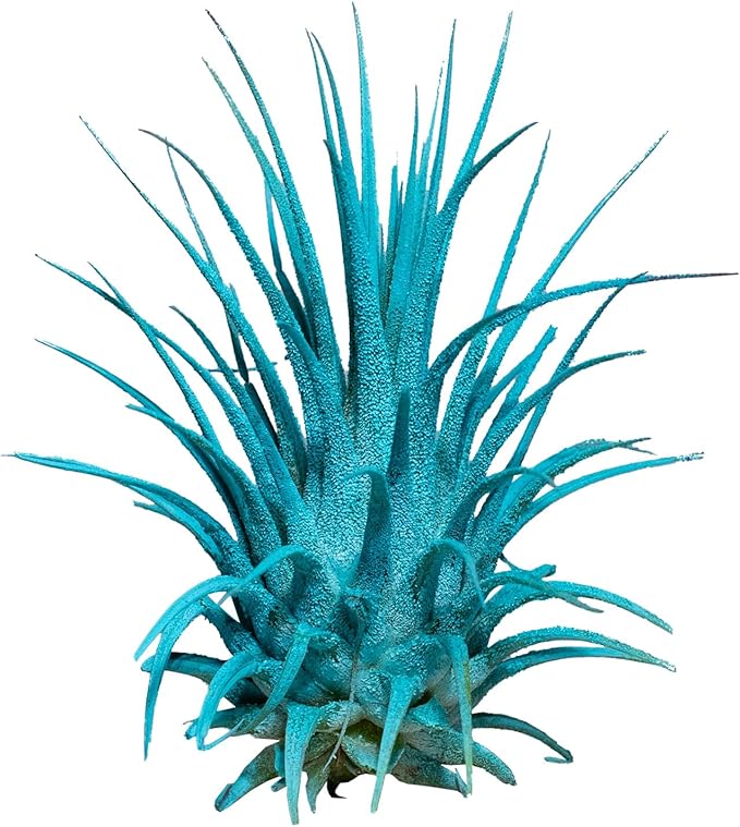 Air Plants - Tillandsia Ionantha - Organically Enhanced Color - Live Arrival Guaranteed - House Plants for Home Decor & Gift (3pk Turquoise Marigold Lavender)