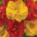 Outsidepride Sunbeam Geum Seeds - 20 Pcs Easy to Grow Perennial Flower Seeds for Planting with Vibrant Blooms Attractive to Pollinators, for Cut Flower Arrangements, Borders, & Flower Beds