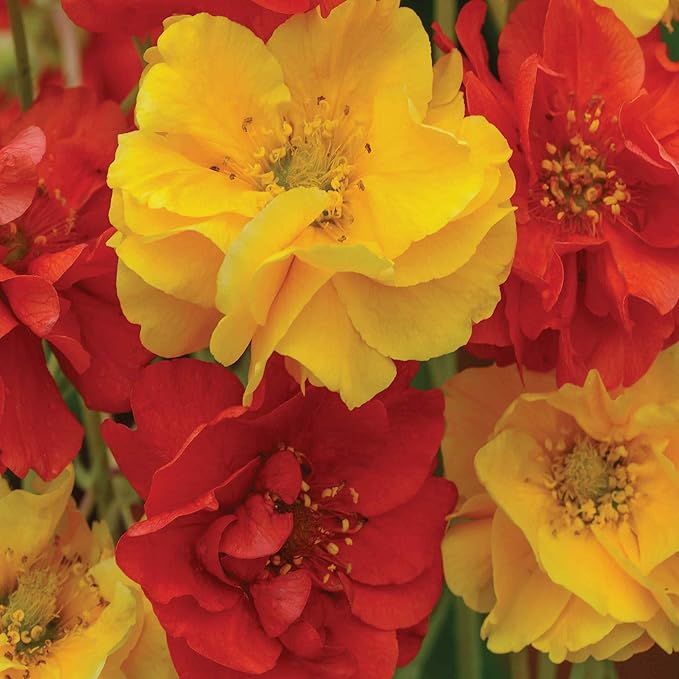 Outsidepride Sunbeam Geum Seeds - 10 Pcs Easy to Grow Perennial Flower Seeds for Planting with Vibrant Blooms Attractive to Pollinators, for Cut Flower Arrangements, Borders, & Flower Beds